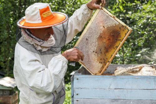 «Не медовый» месяц: холодный май может поднять цены на мед на 30%