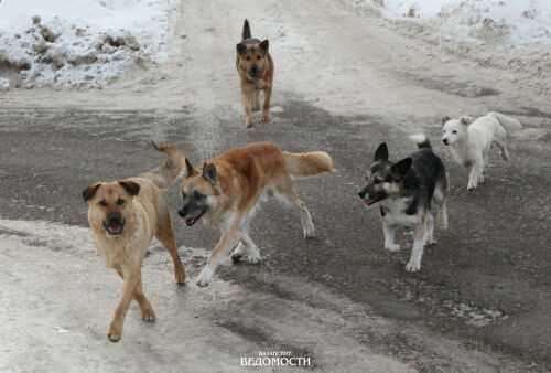 Общество и власть ищут ответ: что делать с безнадзорными собаками?