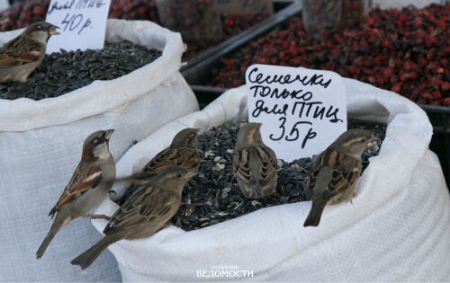 Почему хлеб — не милость, как не навредить пернатым и чем их подкармливать зимой